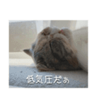 もみじの日常スタンプ【映画字幕風】（個別スタンプ：7）