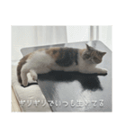 もみじの日常スタンプ【映画字幕風】（個別スタンプ：8）