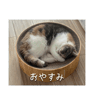 もみじの日常スタンプ【映画字幕風】（個別スタンプ：9）