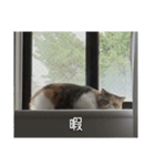 もみじの日常スタンプ【映画字幕風】（個別スタンプ：10）