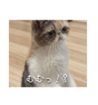 もみじの日常スタンプ【映画字幕風】（個別スタンプ：12）