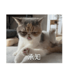 もみじの日常スタンプ【映画字幕風】（個別スタンプ：13）