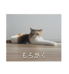 もみじの日常スタンプ【映画字幕風】（個別スタンプ：14）