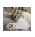 もみじの日常スタンプ【映画字幕風】（個別スタンプ：15）