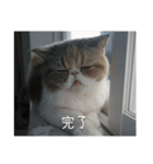 もみじの日常スタンプ【映画字幕風】（個別スタンプ：16）