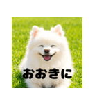白 ポメラニアン 日常2 関西弁（個別スタンプ：1）