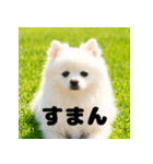 白 ポメラニアン 日常2 関西弁（個別スタンプ：2）