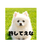 白 ポメラニアン 日常2 関西弁（個別スタンプ：3）