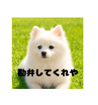 白 ポメラニアン 日常2 関西弁（個別スタンプ：4）