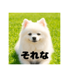 白 ポメラニアン 日常2 関西弁（個別スタンプ：5）