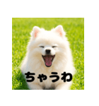 白 ポメラニアン 日常2 関西弁（個別スタンプ：7）