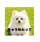 白 ポメラニアン 日常2 関西弁（個別スタンプ：8）