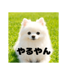 白 ポメラニアン 日常2 関西弁（個別スタンプ：10）