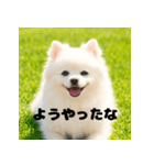 白 ポメラニアン 日常2 関西弁（個別スタンプ：11）