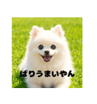 白 ポメラニアン 日常2 関西弁（個別スタンプ：12）