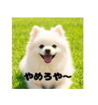 白 ポメラニアン 日常2 関西弁（個別スタンプ：13）