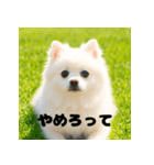 白 ポメラニアン 日常2 関西弁（個別スタンプ：14）