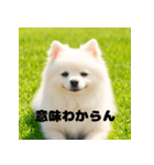 白 ポメラニアン 日常2 関西弁（個別スタンプ：15）