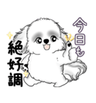 B＆Wシーズー犬 2025 「たまには本音で」（個別スタンプ：1）