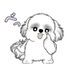 B＆Wシーズー犬 2025 「たまには本音で」（個別スタンプ：13）