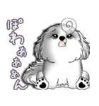 B＆Wシーズー犬 2025 「たまには本音で」（個別スタンプ：19）