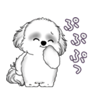 B＆Wシーズー犬 2025 「たまには本音で」（個別スタンプ：27）