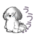 B＆Wシーズー犬 2025 「たまには本音で」（個別スタンプ：33）