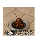 愛されたいゴキブリ【ドッキリ・日常】（個別スタンプ：3）