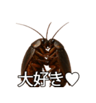 愛されたいゴキブリ【ドッキリ・日常】（個別スタンプ：15）