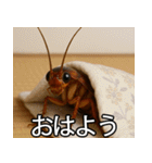 愛されたいゴキブリ【ドッキリ・日常】（個別スタンプ：22）