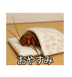 愛されたいゴキブリ【ドッキリ・日常】（個別スタンプ：23）