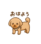 トイプードルのぷぅちゃんです（個別スタンプ：2）