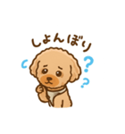 トイプードルのぷぅちゃんです（個別スタンプ：3）
