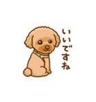 トイプードルのぷぅちゃんです（個別スタンプ：8）
