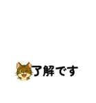 じんちゃん-きじ猫（個別スタンプ：8）