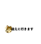 じんちゃん-きじ猫（個別スタンプ：13）