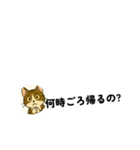 じんちゃん-きじ猫（個別スタンプ：15）