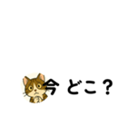 じんちゃん-きじ猫（個別スタンプ：16）