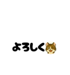 じんちゃん-きじ猫（個別スタンプ：17）