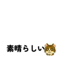 じんちゃん-きじ猫（個別スタンプ：23）