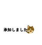 じんちゃん-きじ猫（個別スタンプ：29）
