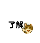 じんちゃん-きじ猫（個別スタンプ：37）