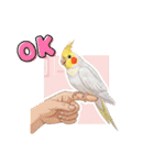 オカメインコのチーちゃんのご挨拶3（個別スタンプ：5）