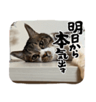 タオここスタンプ〜タオvol.1（個別スタンプ：2）