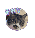 タオここスタンプ〜タオvol.1（個別スタンプ：3）