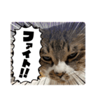 タオここスタンプ〜タオvol.1（個別スタンプ：4）