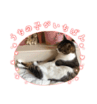 タオここスタンプ〜タオvol.1（個別スタンプ：5）