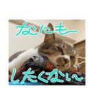 タオここスタンプ〜タオvol.1（個別スタンプ：6）