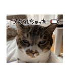 タオここスタンプ〜タオvol.1（個別スタンプ：8）