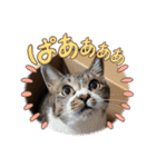 タオここスタンプ〜タオvol.1（個別スタンプ：9）